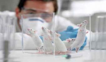 الندوة الدولية الأولي في الإرشادات الأخلاقية لرعاية واستخدام الحيوان في البحث العلمي نوفمبر الجاري