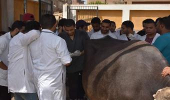 قافلة بيطرية لمقاومة وعلاج مرض الجلد العقدي بقرية الدبايبة