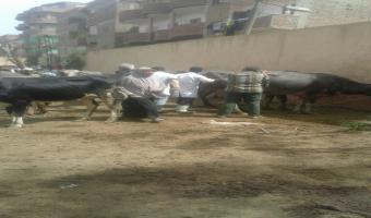 قافلة طبية بيطرية إلى قرية البتانون بمركز شبين الكوم